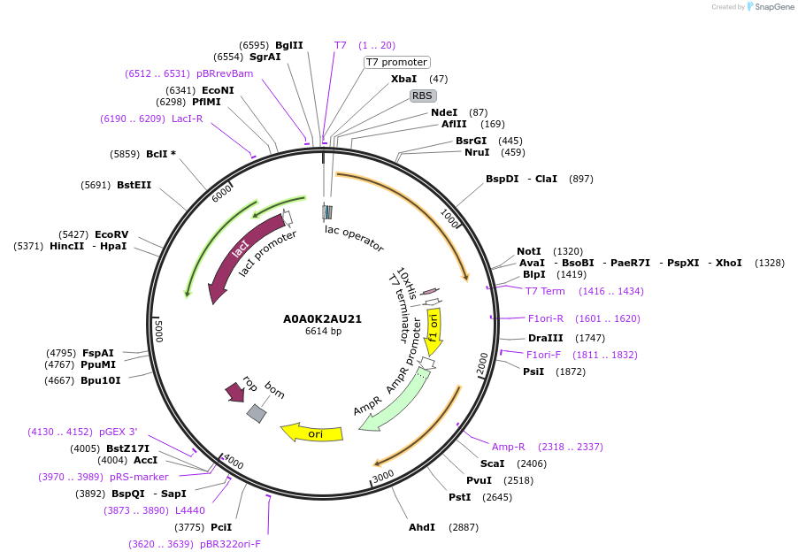 163261-plasmid-map-sequence-id-354460