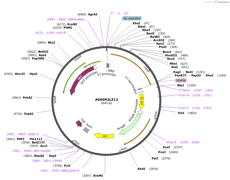 163259-plasmid-map-sequence-id-354464