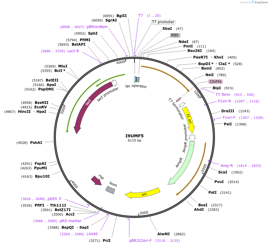 163252-plasmid-map-sequence-id-354466
