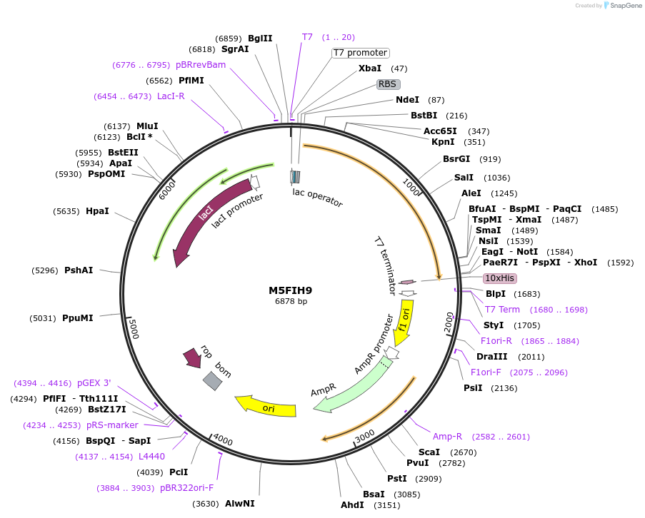 163299-plasmid-map-sequence-id-354467