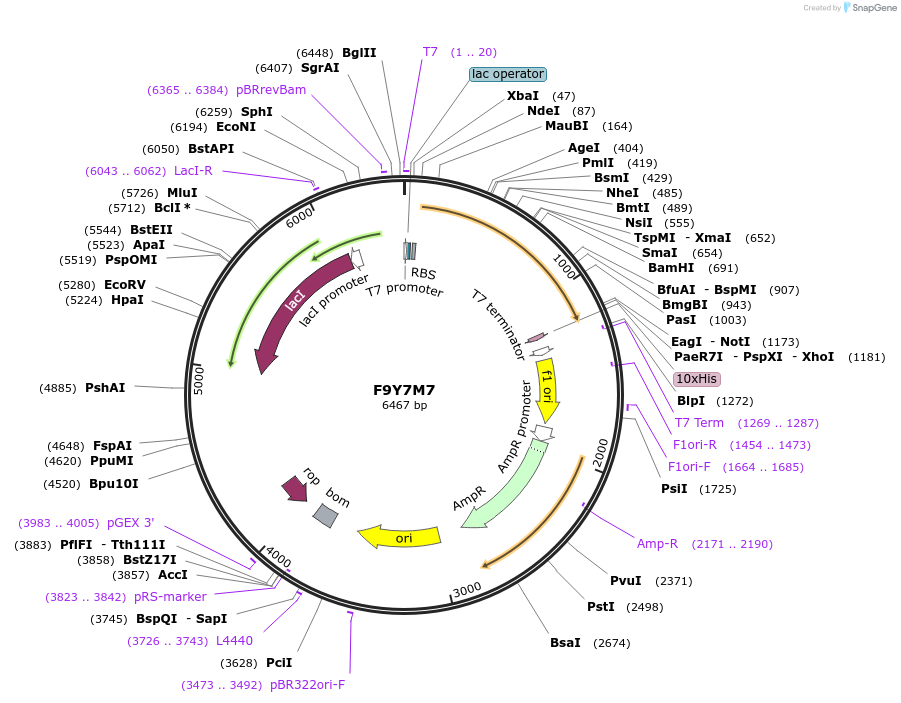 163278-plasmid-map-sequence-id-354468