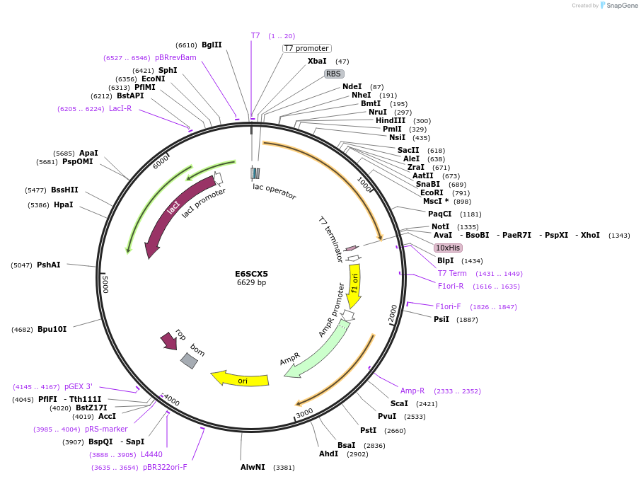 163275-plasmid-map-sequence-id-354470