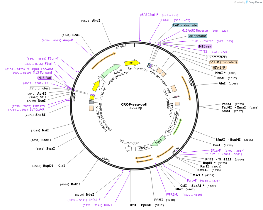 106280-plasmid-map-sequence-id-354474