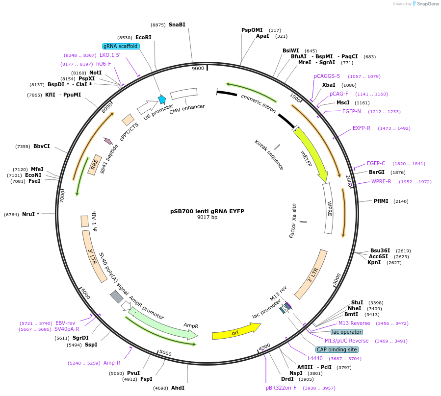 167906-plasmid-map-sequence-id-354486