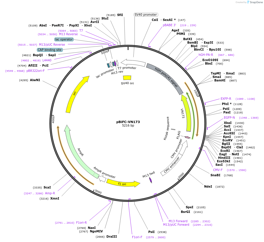 22010-plasmid-map-sequence-id-354487