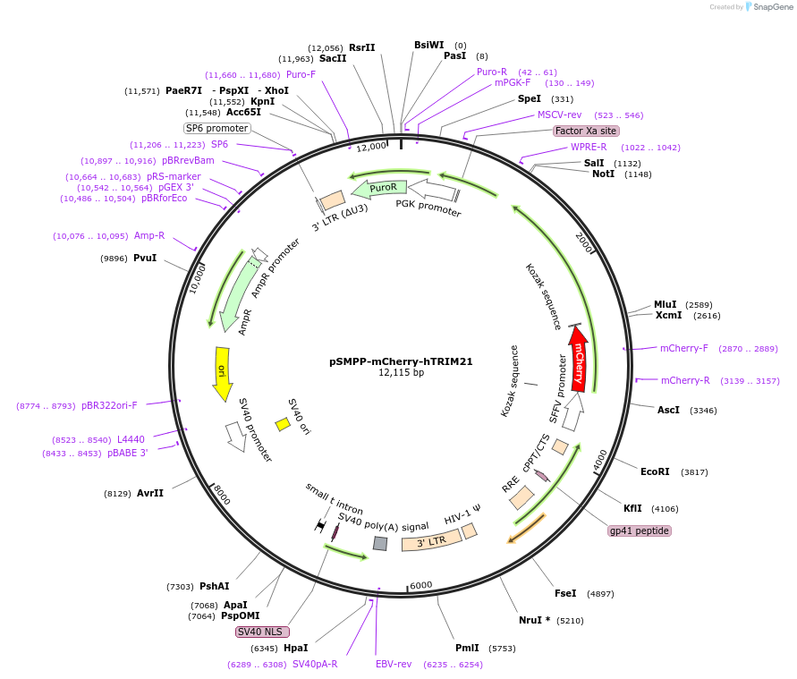 104972-plasmid-map-sequence-id-354489