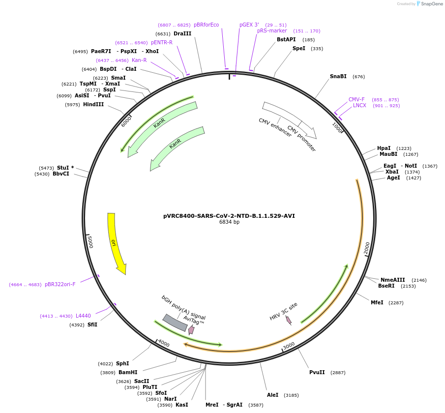 181698-plasmid-map-sequence-id-354496