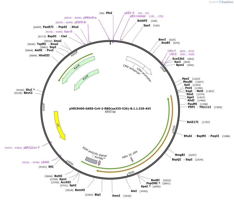 181701-plasmid-map-sequence-id-354500