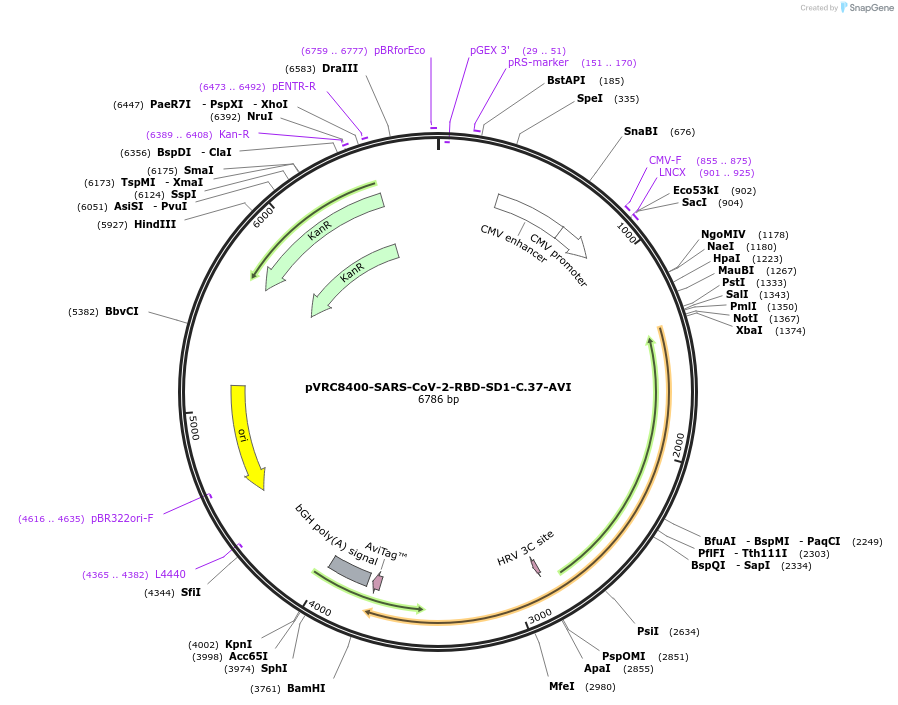 181702-plasmid-map-sequence-id-354501