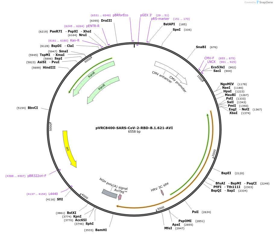 181700-plasmid-map-sequence-id-354502