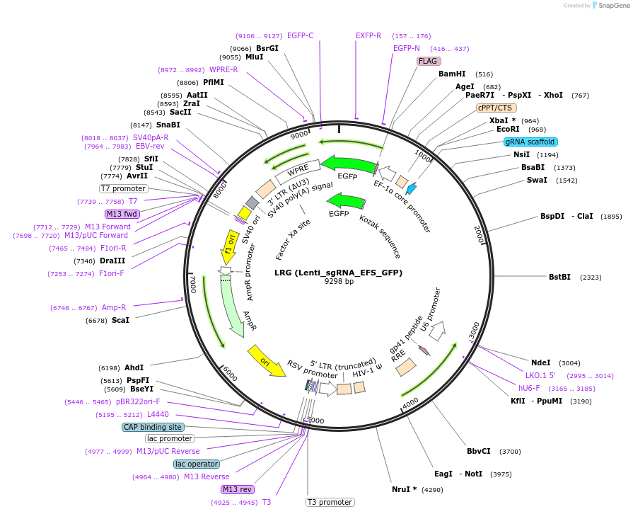 65656-plasmid-map-sequence-id-354503