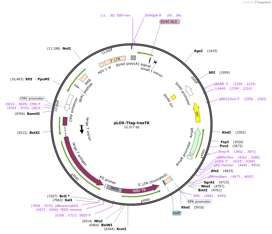 12246-plasmid-map-sequence-id-354505