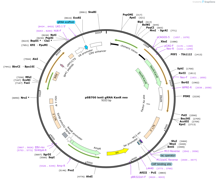 167909-plasmid-map-sequence-id-354506
