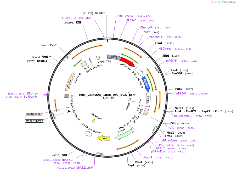 79123-plasmid-map-sequence-id-354507