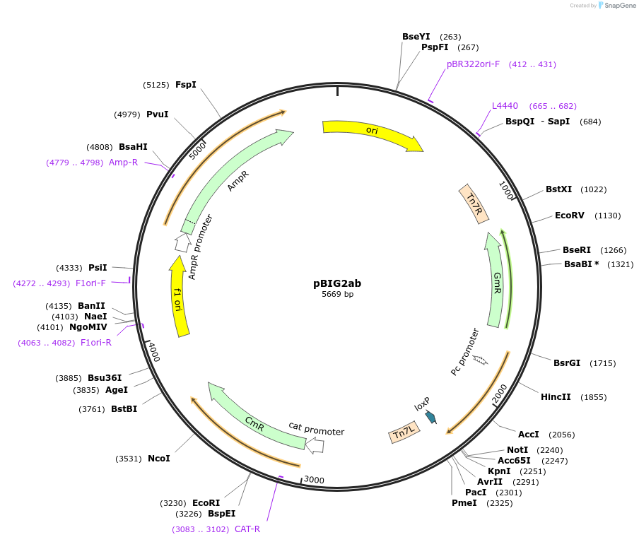 80616-plasmid-map-sequence-id-354512