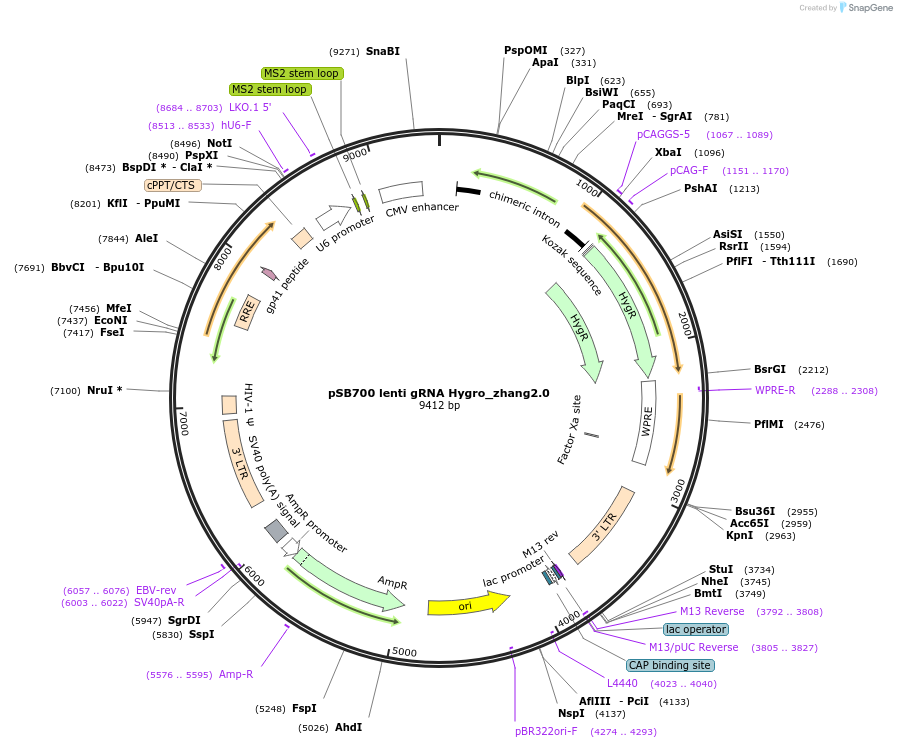 167915-plasmid-map-sequence-id-354513
