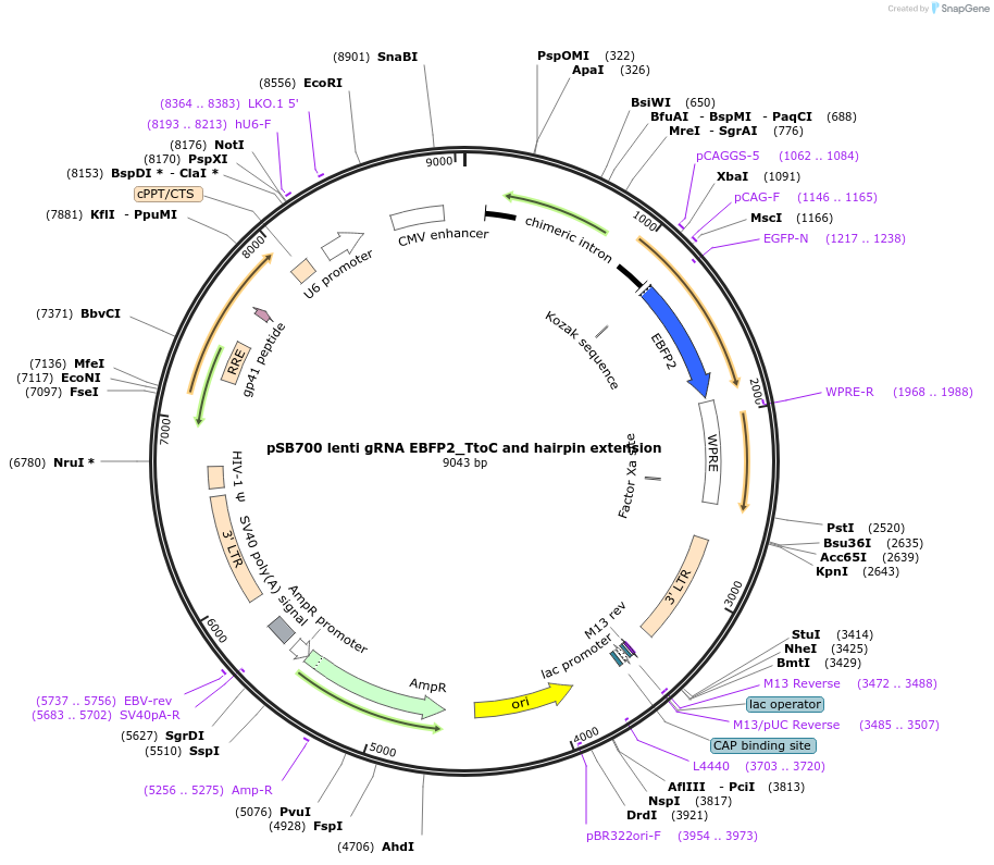 167921-plasmid-map-sequence-id-354516