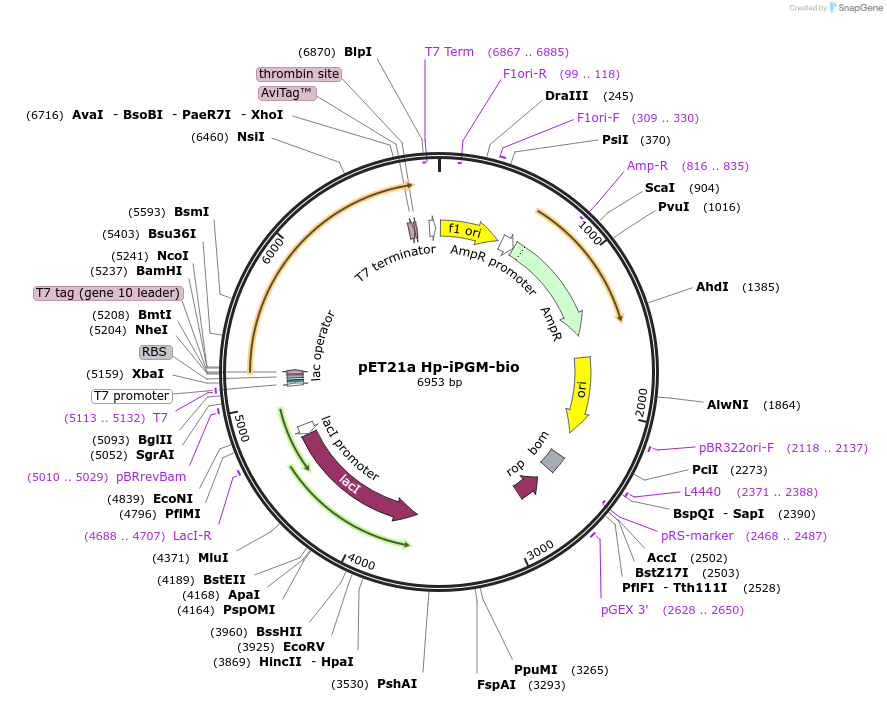 179615-plasmid-map-sequence-id-354519