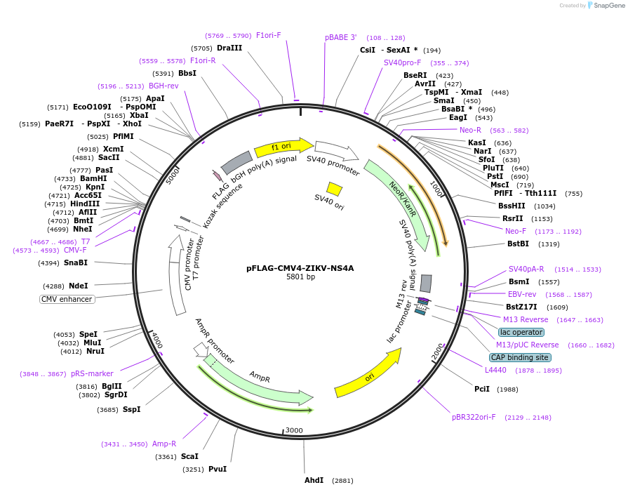 178845-plasmid-map-sequence-id-354535