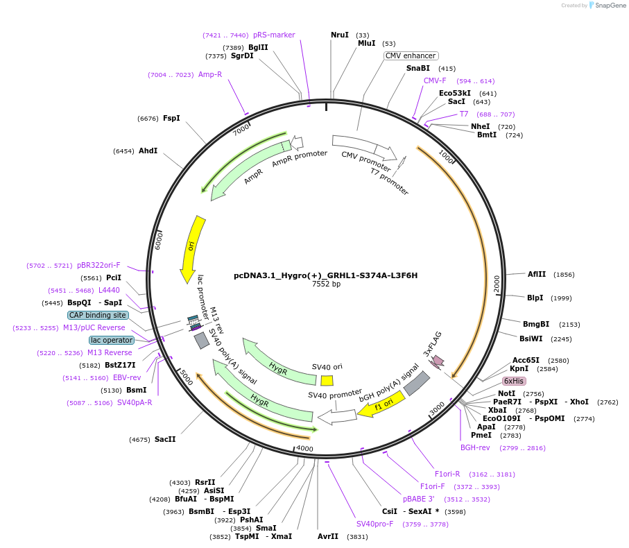 177772-plasmid-map-sequence-id-354567