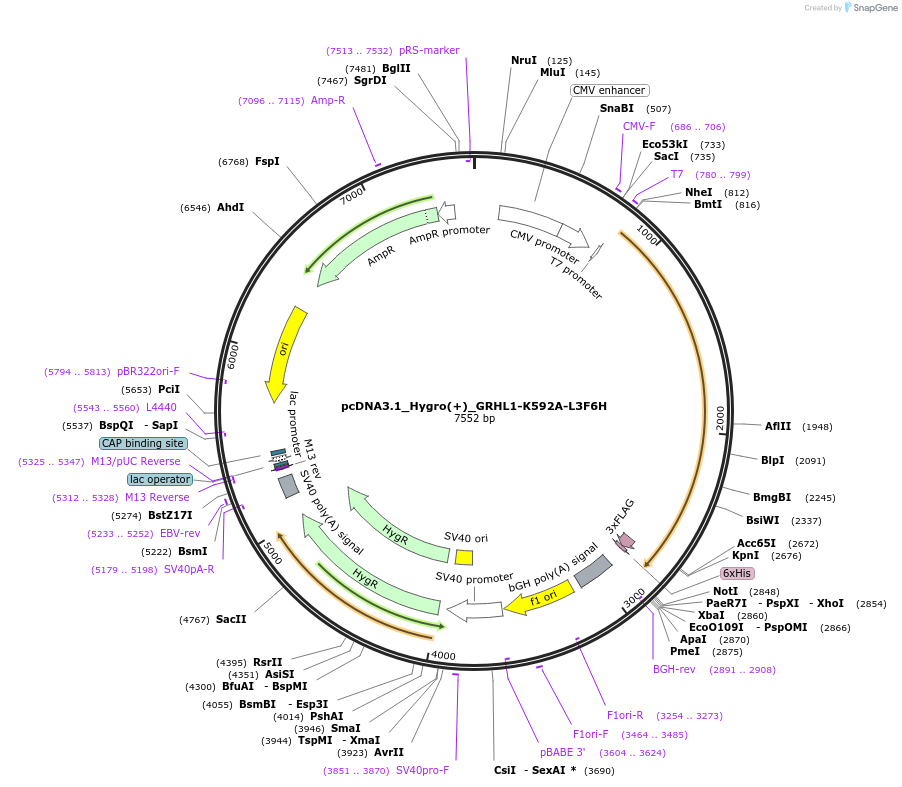 177773-plasmid-map-sequence-id-354569
