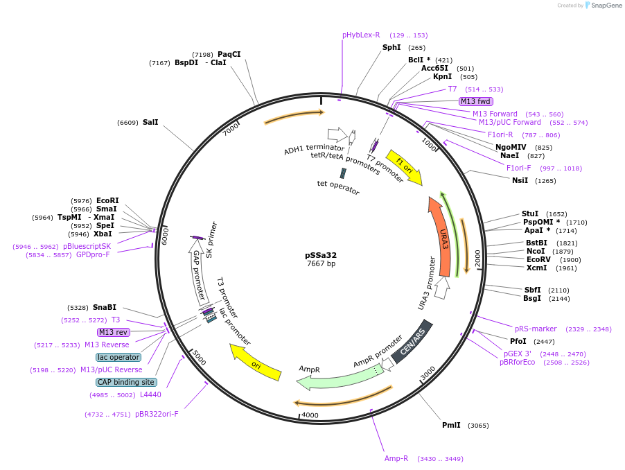 179505-plasmid-map-sequence-id-354576