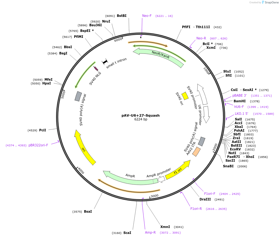 177913-plasmid-map-sequence-id-354582