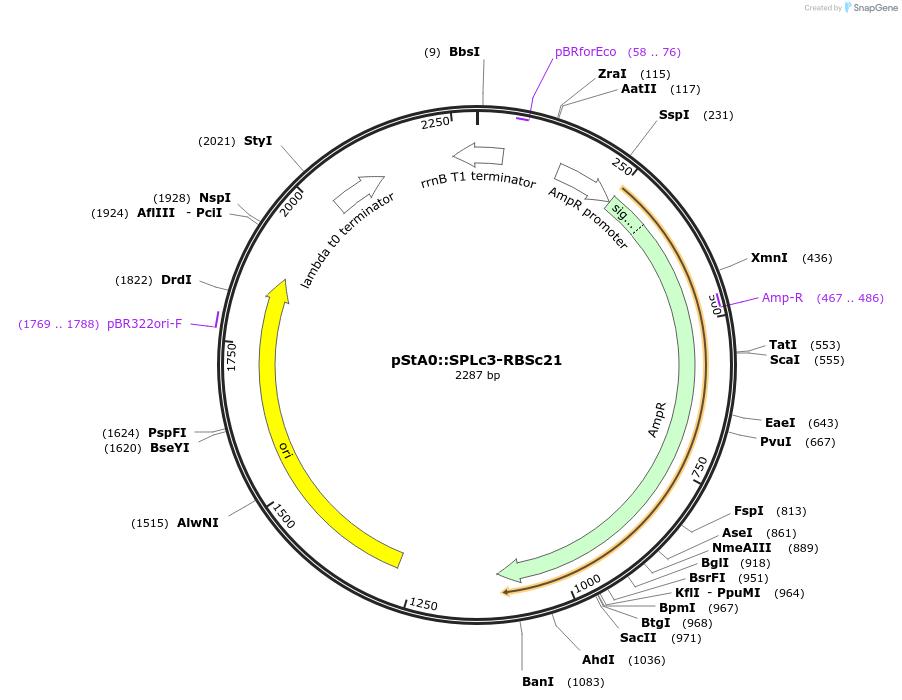 171884-plasmid-map-sequence-id-354591
