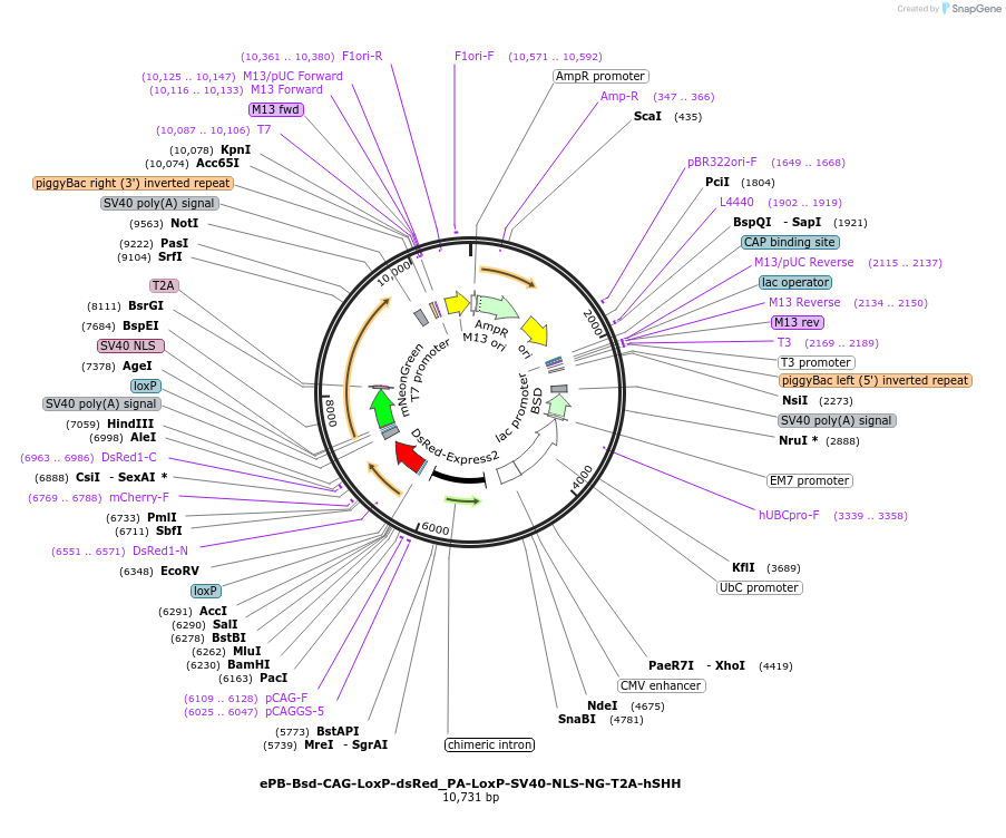 179586-plasmid-map-sequence-id-354597