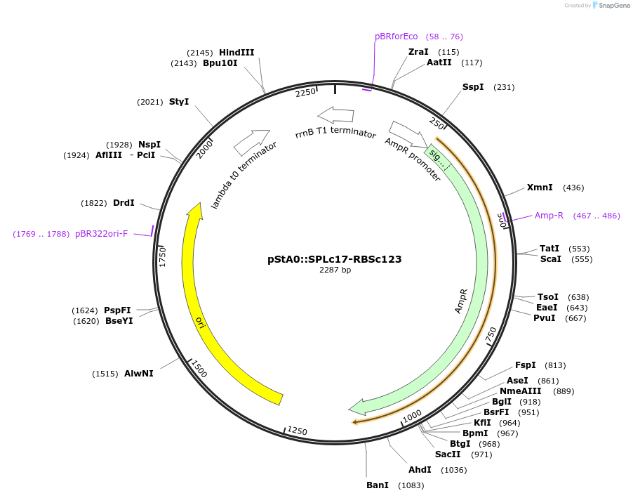 171912-plasmid-map-sequence-id-354603