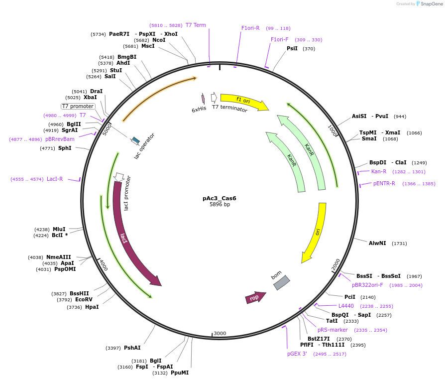 178744-plasmid-map-sequence-id-354606