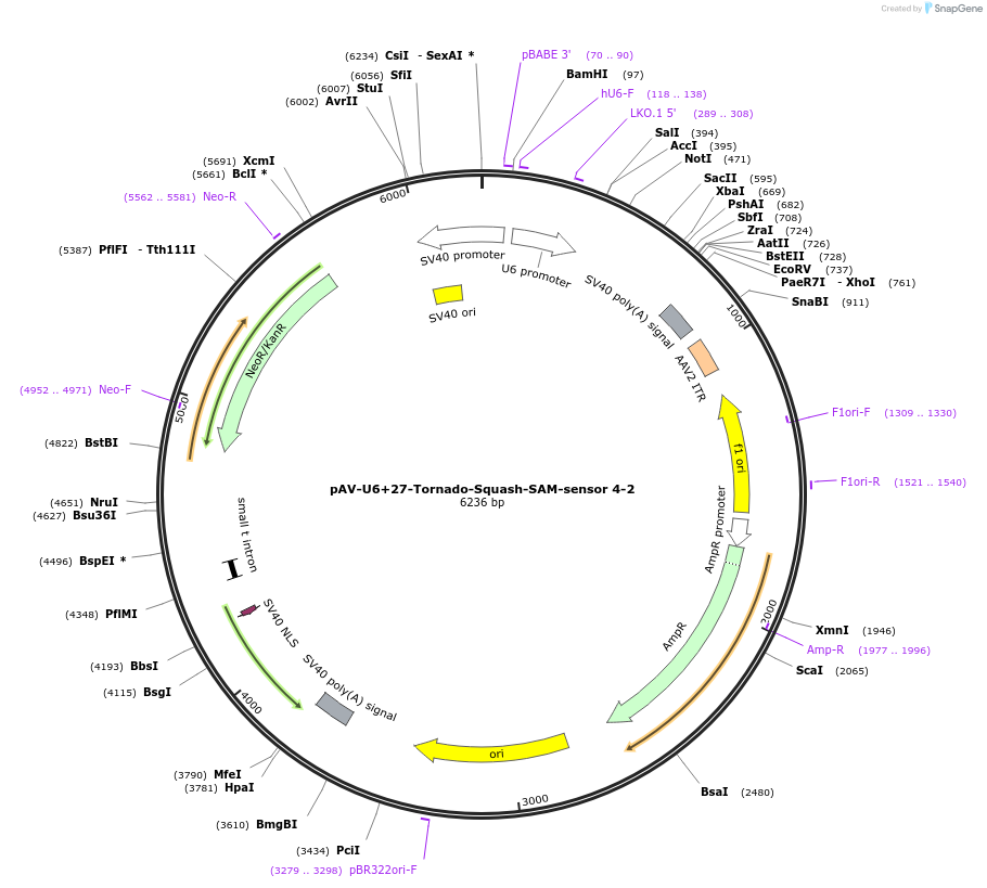 177916-plasmid-map-sequence-id-354607