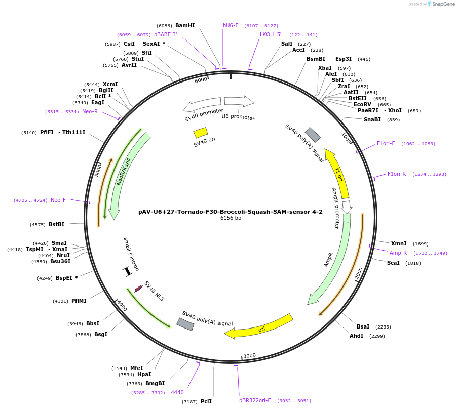 177919-plasmid-map-sequence-id-354622