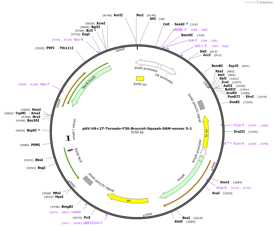 177920-plasmid-map-sequence-id-354623