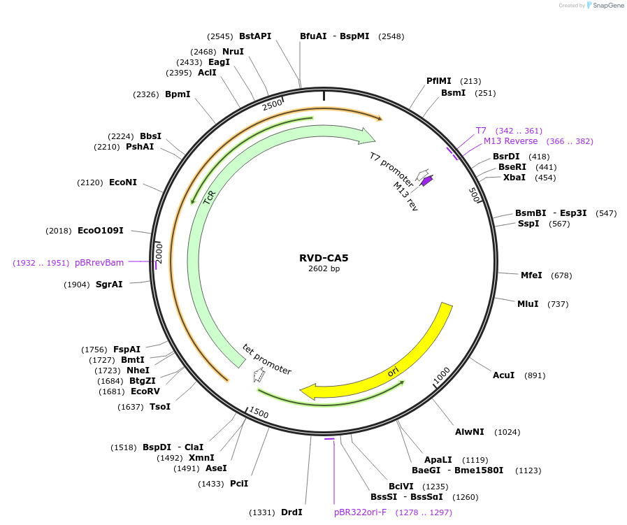 173288-plasmid-map-sequence-id-354625