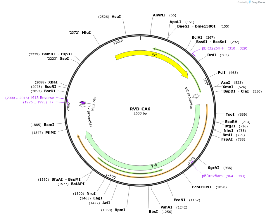 173289-plasmid-map-sequence-id-354626