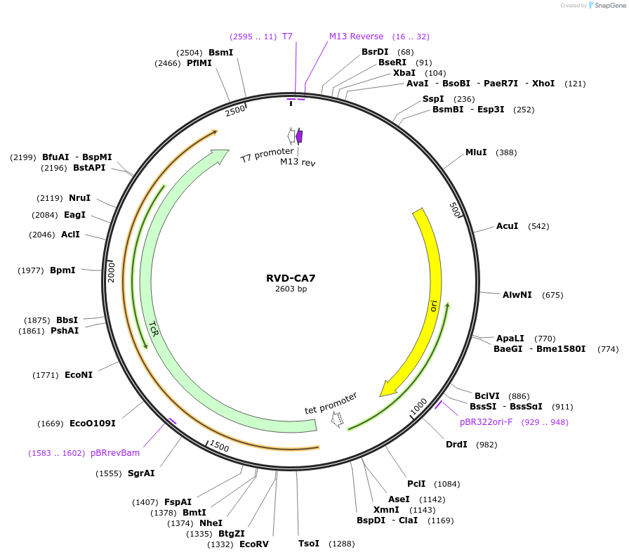 173290-plasmid-map-sequence-id-354630