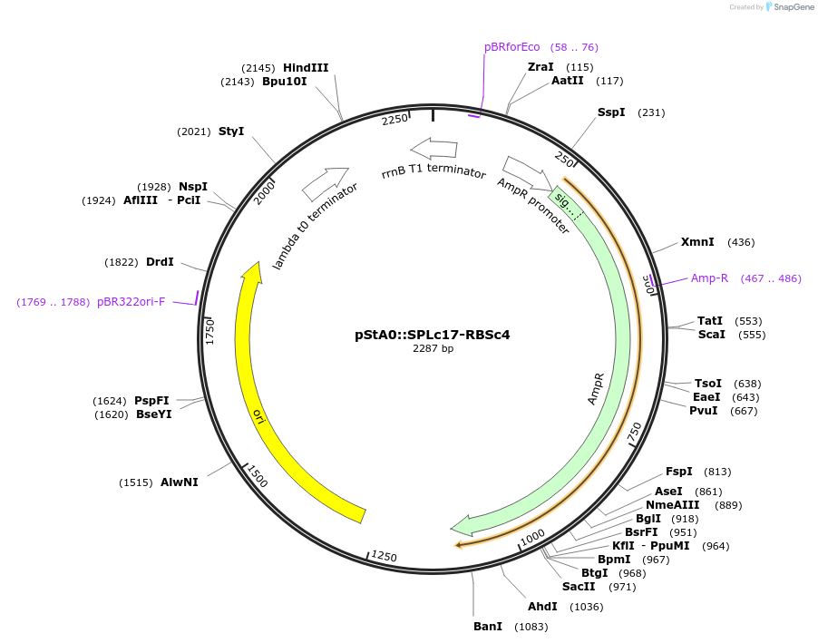 171908-plasmid-map-sequence-id-354632