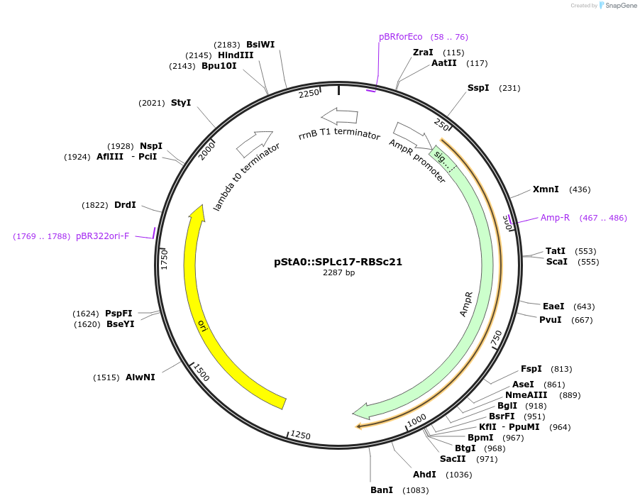 171909-plasmid-map-sequence-id-354633