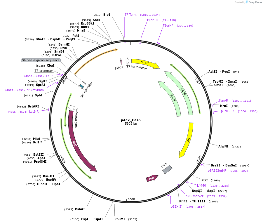 178738-plasmid-map-sequence-id-354634