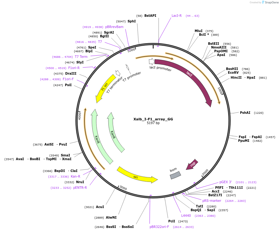 178770-plasmid-map-sequence-id-354637