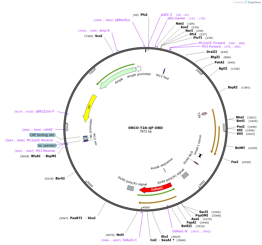 162525-plasmid-map-sequence-id-354642