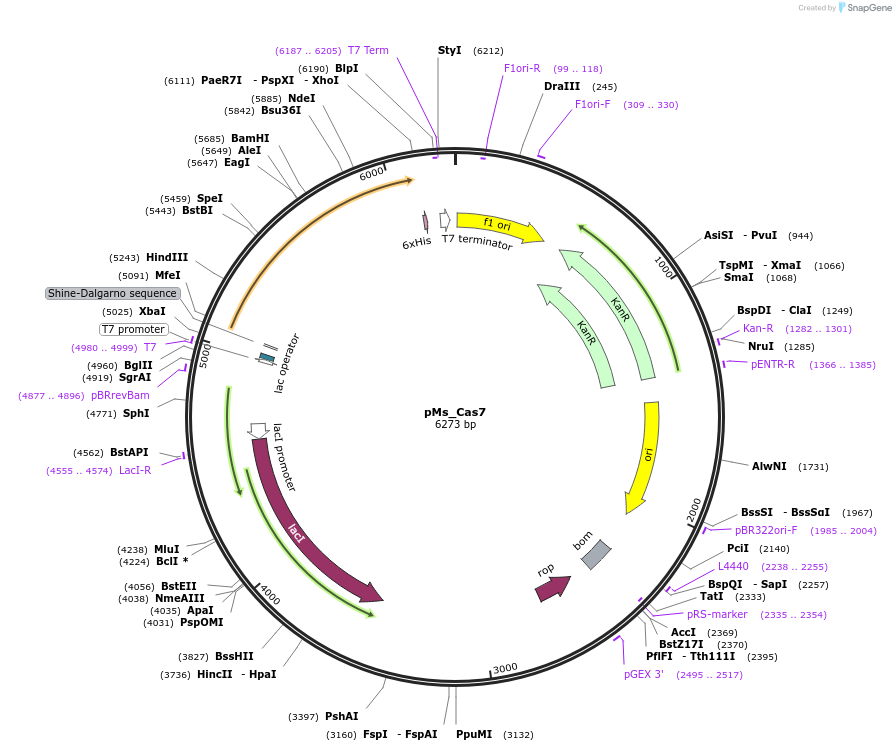 178763-plasmid-map-sequence-id-354656