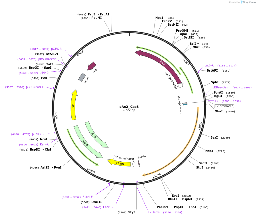 178735-plasmid-map-sequence-id-354657