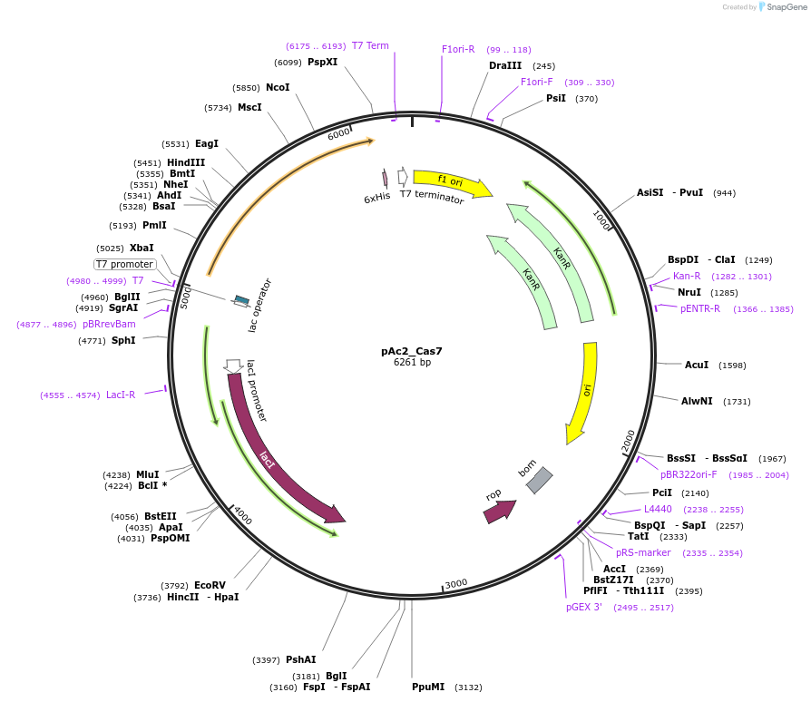 178739-plasmid-map-sequence-id-354658