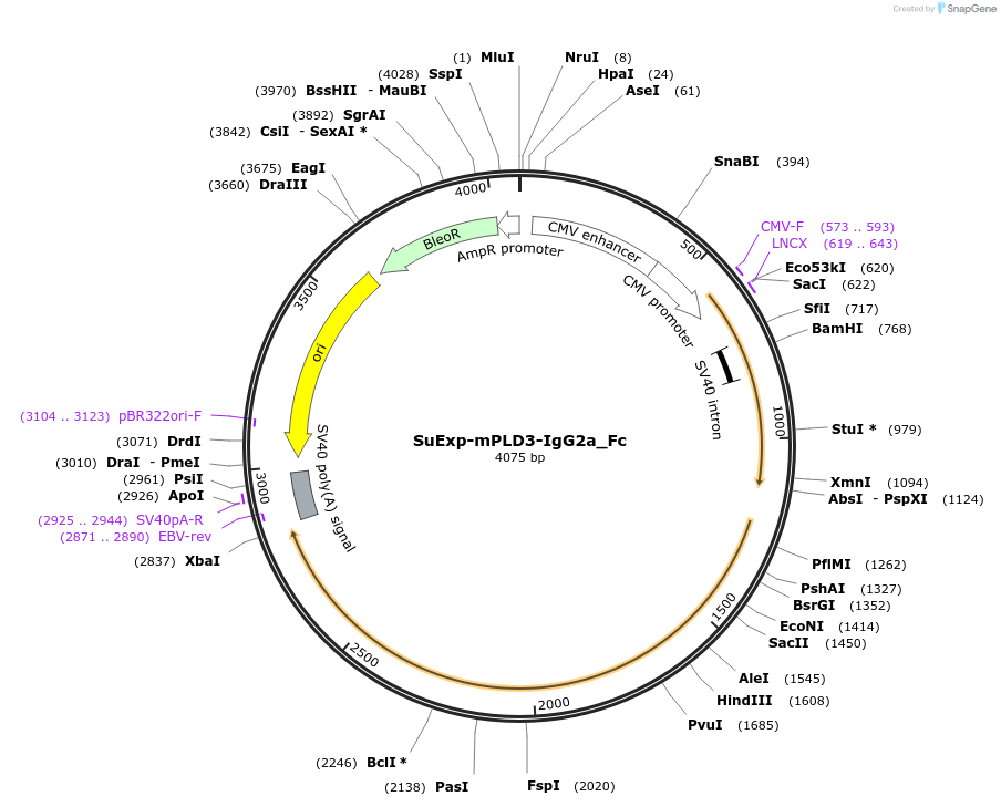 180376-plasmid-map-sequence-id-354660