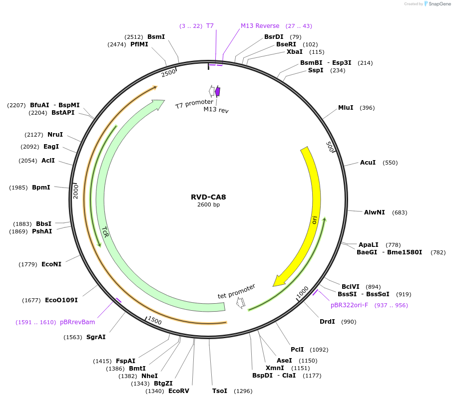 173291-plasmid-map-sequence-id-354662