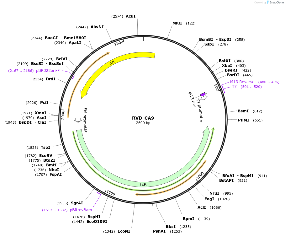 173292-plasmid-map-sequence-id-354664