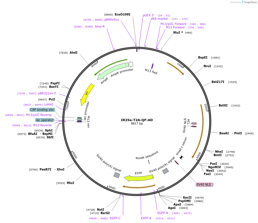 162526-plasmid-map-sequence-id-354666