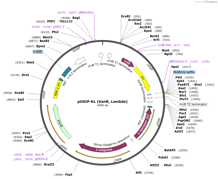 45984-plasmid-map-sequence-id-354667